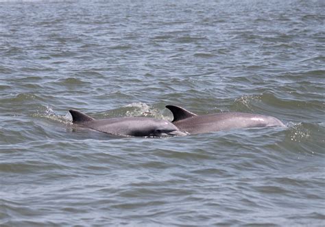 hilton head dolphin watching 3899Increase your odds of seeing dolphins in the wild on this dolphin watching cruise from Hilton Head